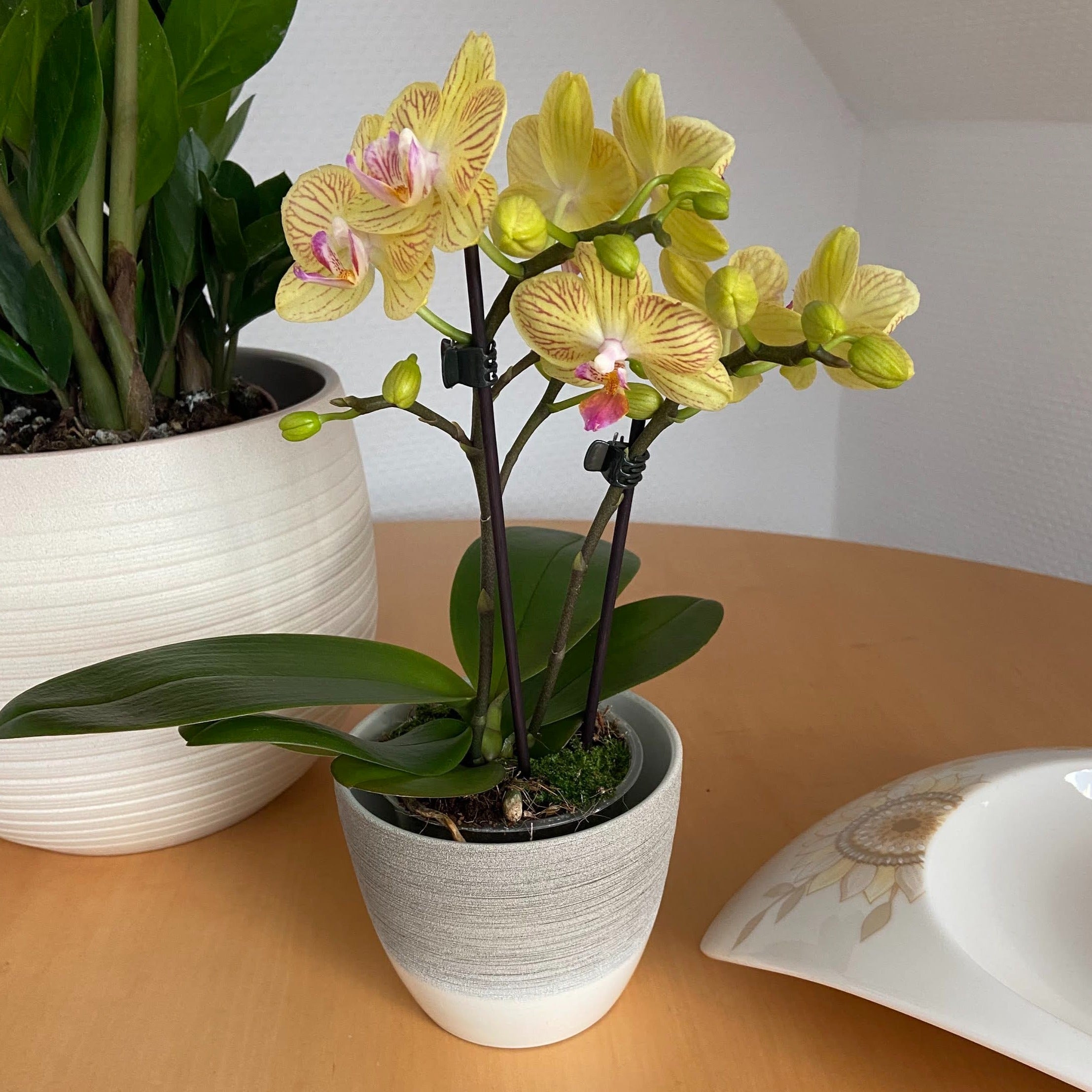 Table Dance Lima mit gelb-gestreiften Blüten und 2 Rispen