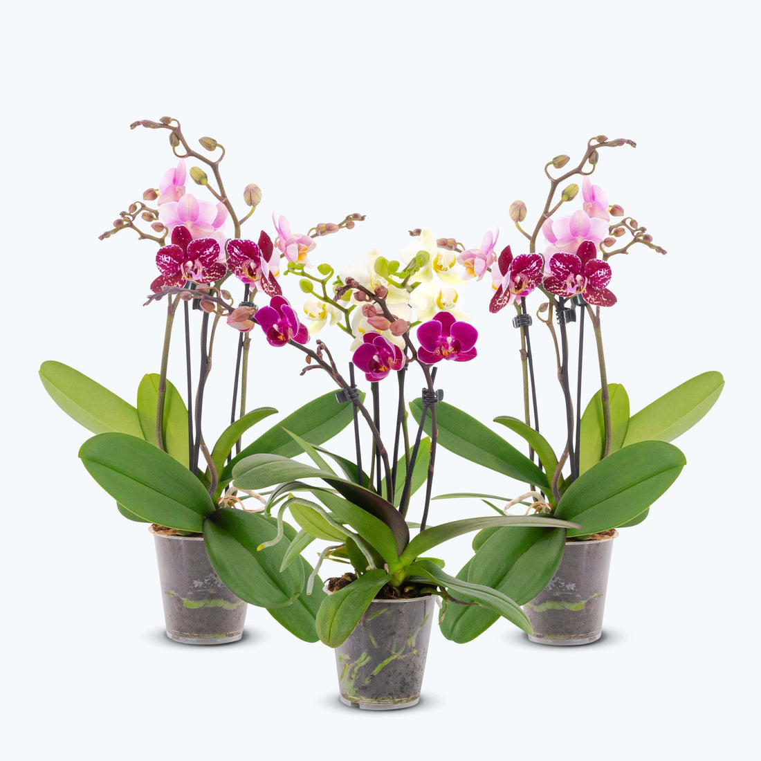 3er Set - Cocktail Orchidee, mit zwei verschiedenen Farben pro Topf