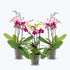 3er Set - Cocktail Orchidee, mit zwei verschiedenen Farben pro Topf