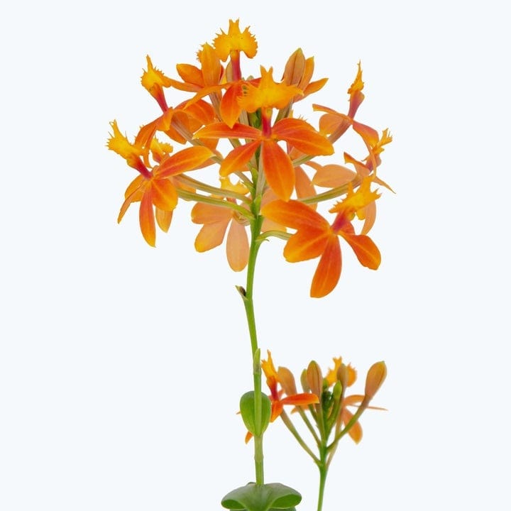 Epidendrum Nordic Fire Dauerblüher mit orangenen Blüten im 3er Set