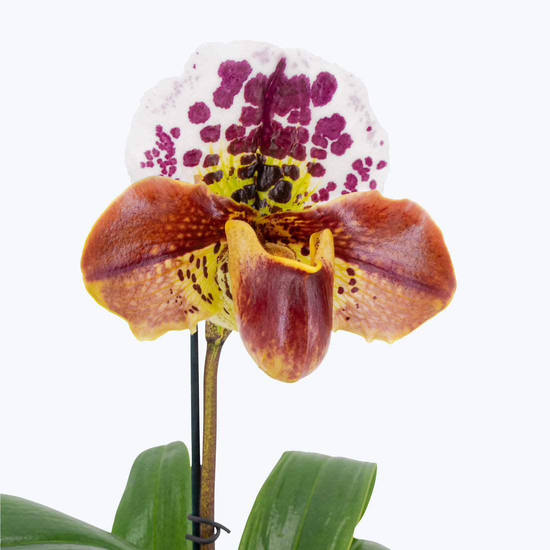 Frauenschuh / Venusschuhe Orchidee, amerikanische Hybride