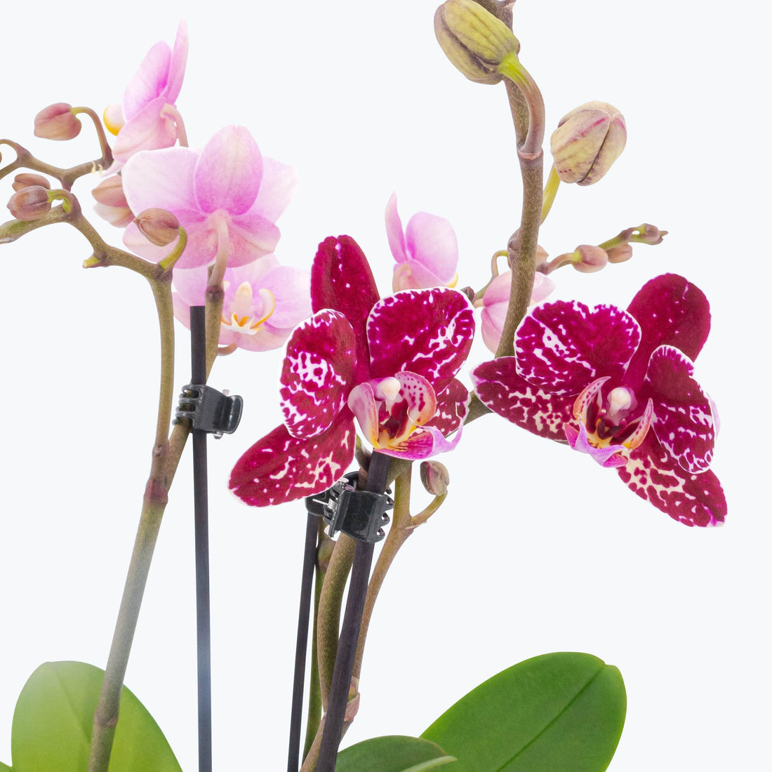 Cocktail Orchidee mit rosa und lila Blüten sowie 3+ Stielen