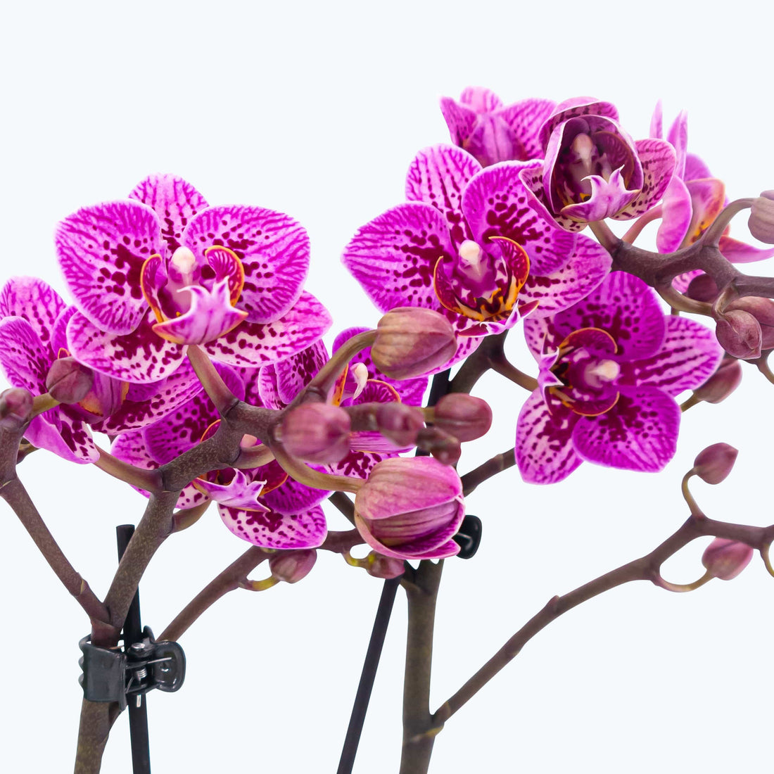 Table Dance - Aliyah Spots mit lila-rosa gefleckten Blüten und 2+ Stielen