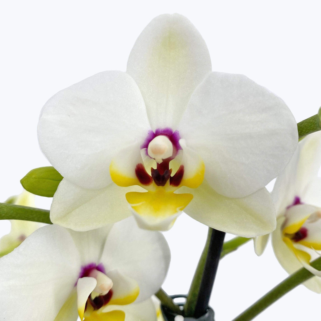 Table Dance - Coco mit weißen Blüten und 3+ Stielen