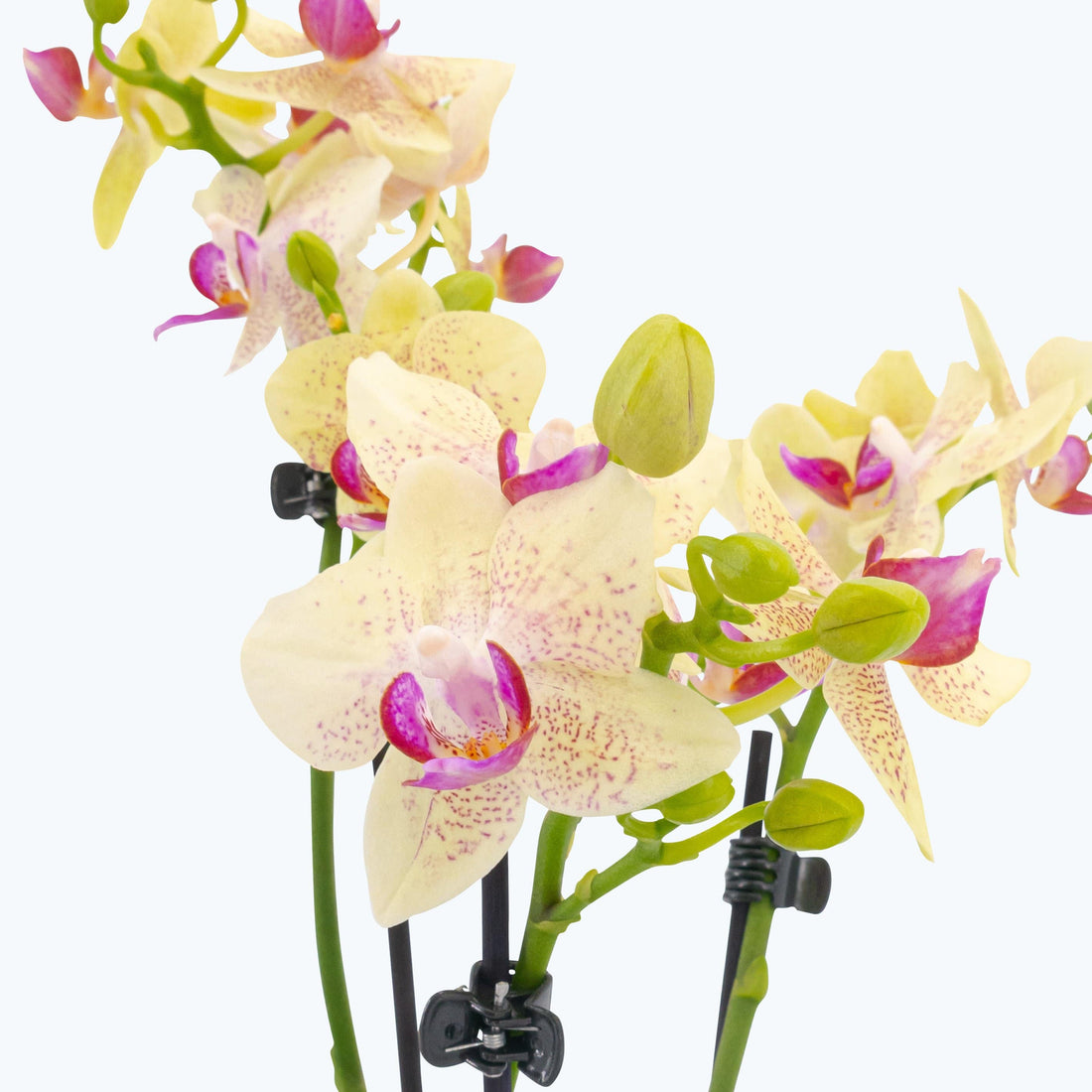 Orchidee Table Dance "Sunny" mit hellen, gelben Blüten