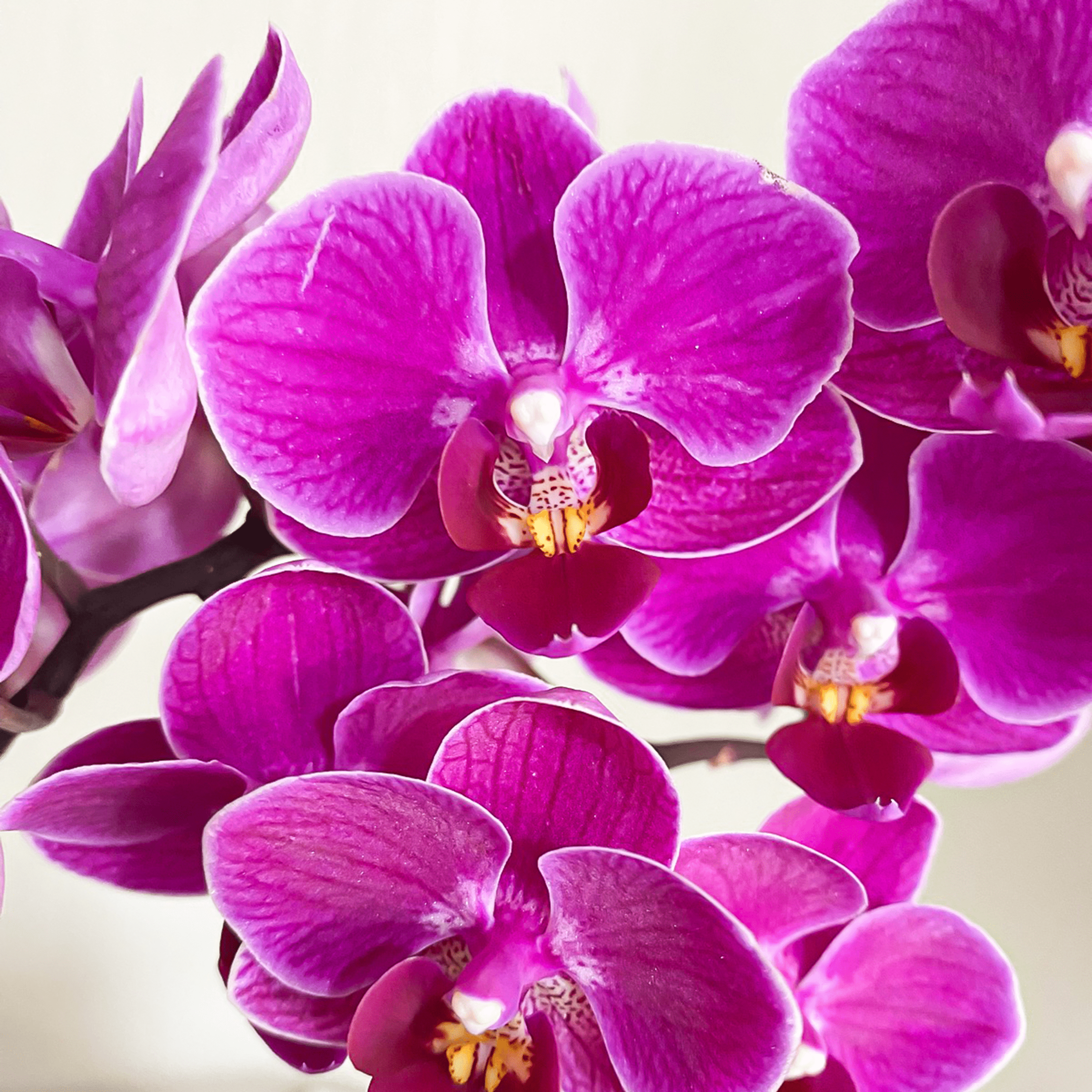Table Dance Merida mit violetten Blüten und 3 Rispen