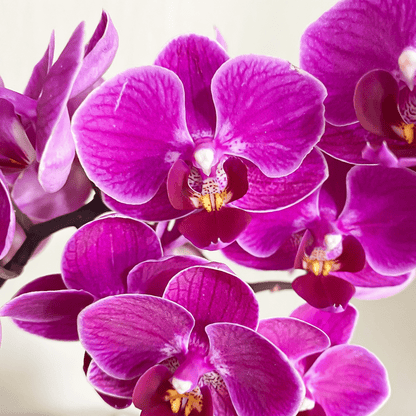 Table Dance Merida mit violetten Blüten und 3 Rispen