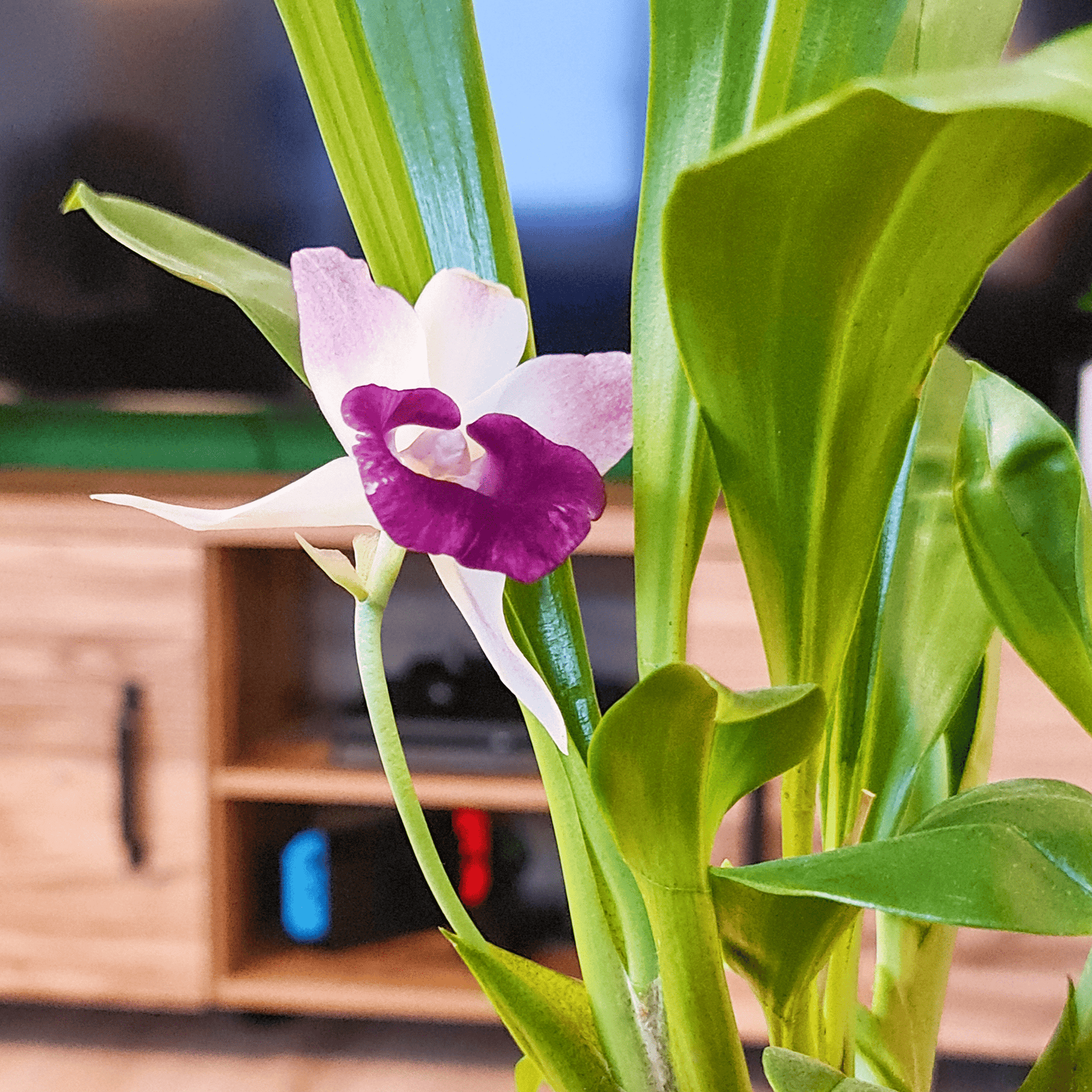 Cochleanthes Orchidee mit blauen Blüten Online kaufen