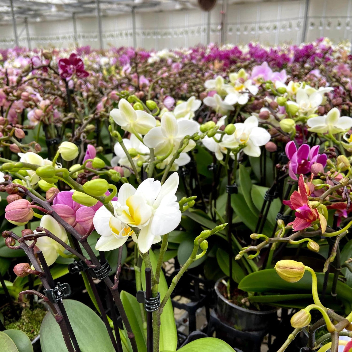 Cocktail Orchidee mit violett-weißen Blüten und 4 Rispen, Keramik und Dekovlies