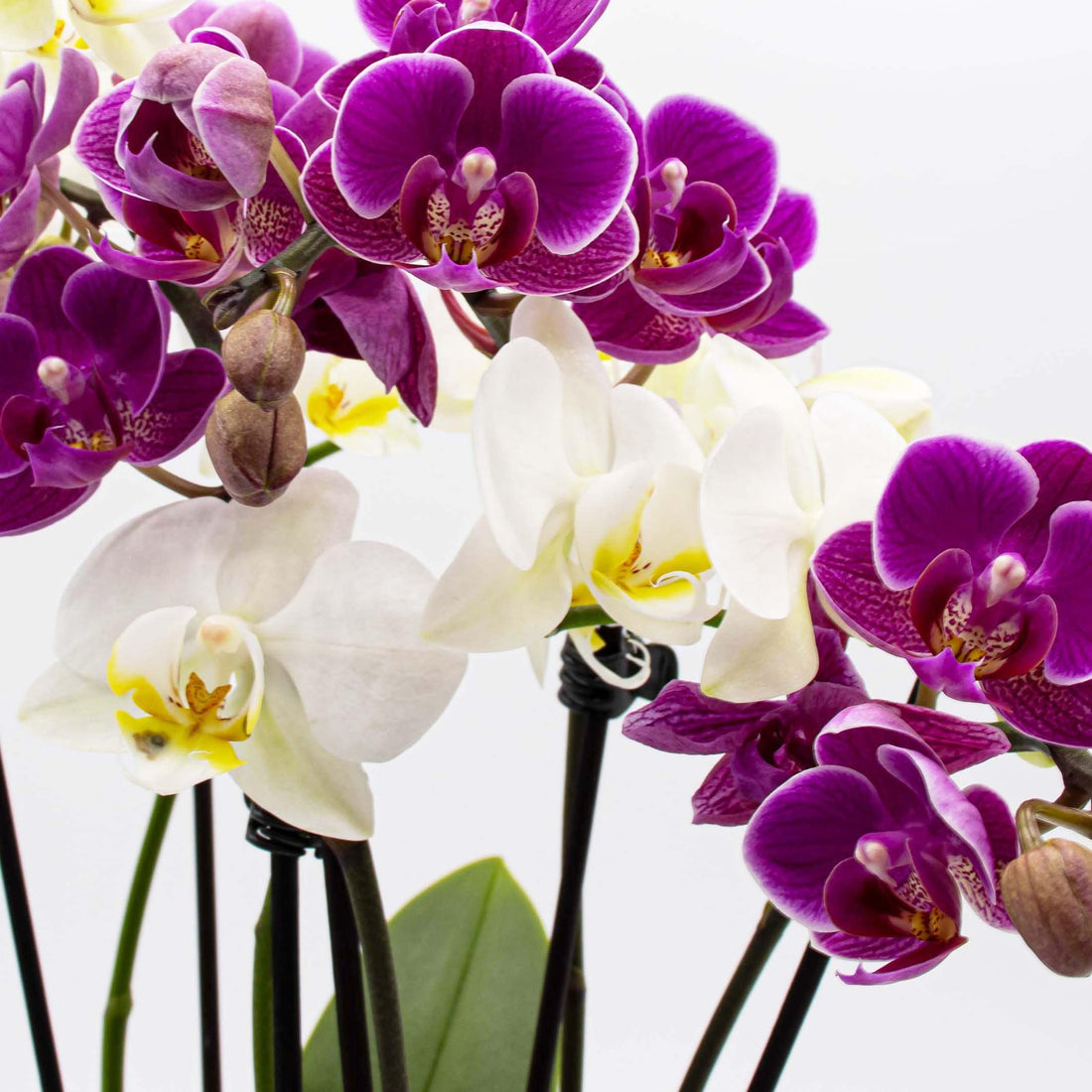 Cocktail Orchidee mit violett-weißen Blüten und 3+ Rispen aufgeblüht