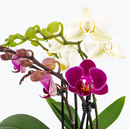 Cocktail Orchidee mit violett-weißen Blüten und 5+ Rispen