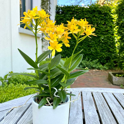 Epidendrum Nordic Fire Dauerblüher mit gelber Blüte und 2+ Rispen