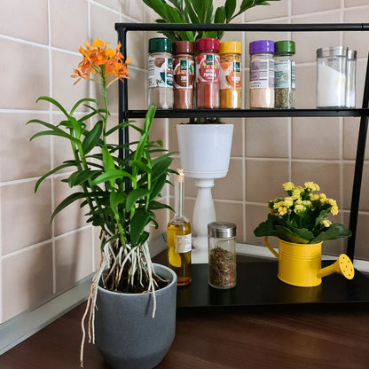 Epidendrum Nordic Fire Dauerblüher mit orangenen Blüten im 3er Set