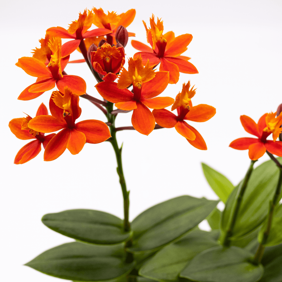 Epidendrum Nordic Fire Dauerblüher mit orange-roten Blüten und 1 Rispe