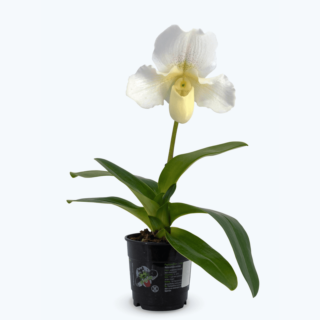 orchidee-frauenschuh-weiß-produktfoto