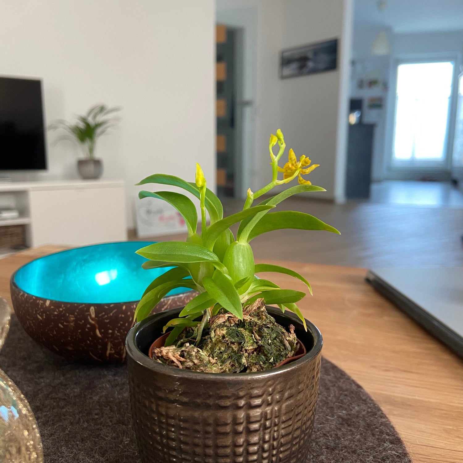 Mini-Duft-Orchidee Cyrtochilum meirax mit gelben Blüten und 1+ Rispen