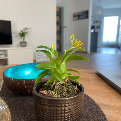 Mini-Duft-Orchidee Cyrtochilum meirax mit gelben Blüten und 1+ Rispen