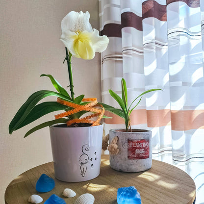Orchidee Paphiopedilum Frauenschuh in weiß
