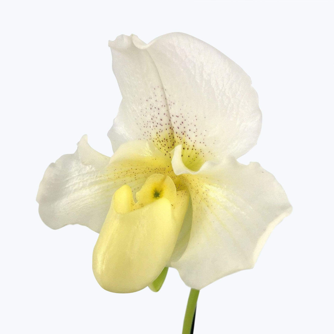 Orchidee Paphiopedilum Frauenschuh in weiß Nahaufnahme der Blüte