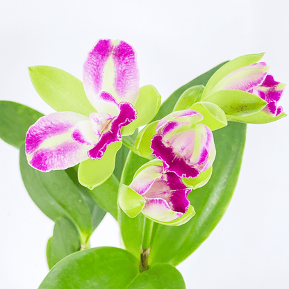 Cattleya Village Chief Green Genius mit 1+ Rispe