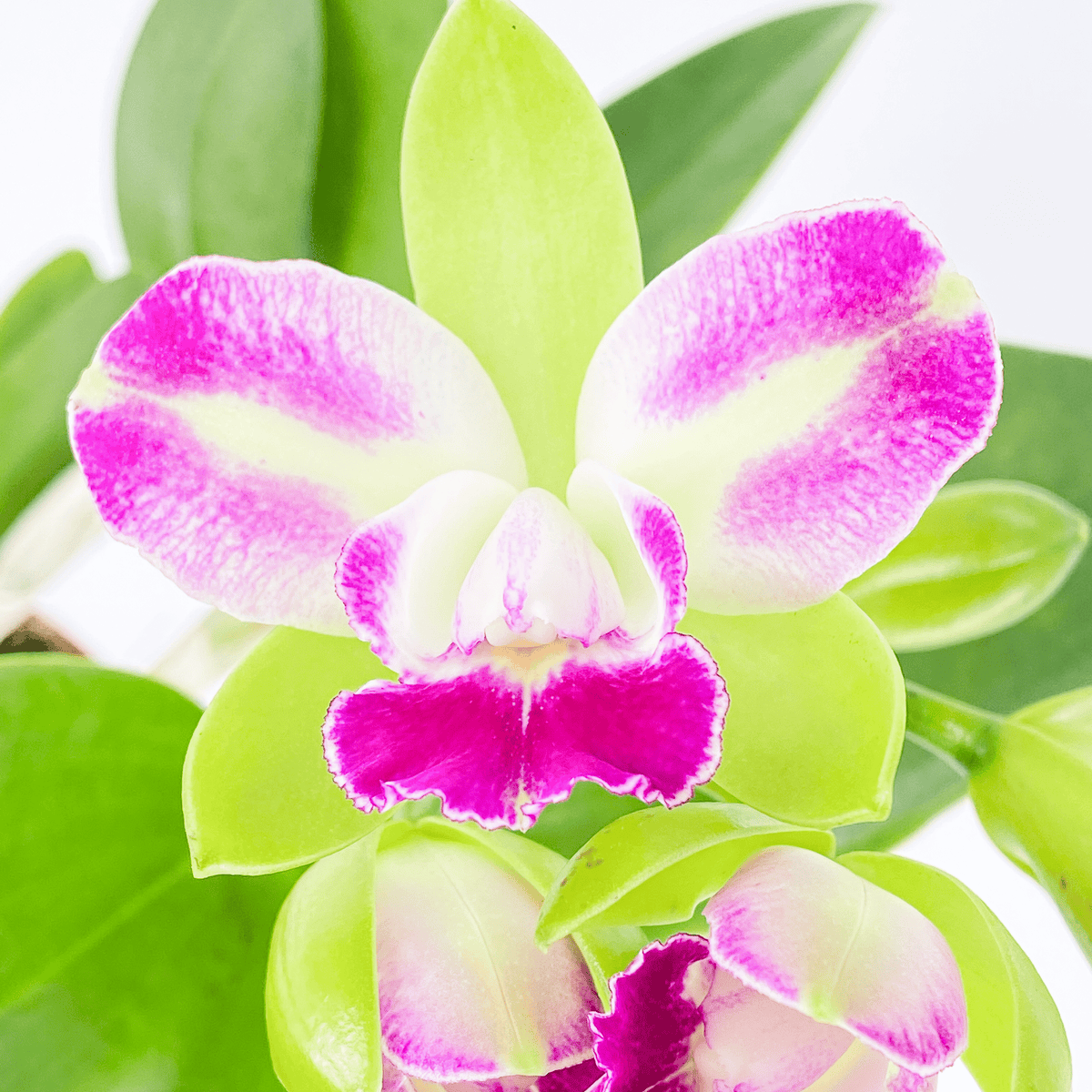 Cattleya Village Chief Green Genius mit 1+ Rispe