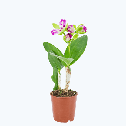 Cattleya Village Chief Green Genius mit 1+ Rispe