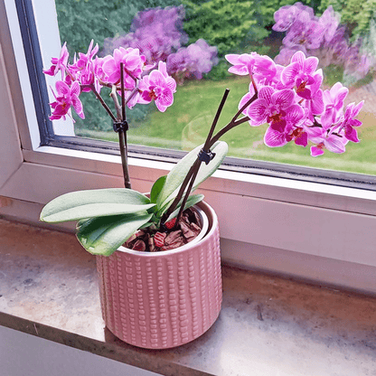 Table Dance Aliyah Spots mit rosa-violett-gefleckten Blüten und 2 Rispen