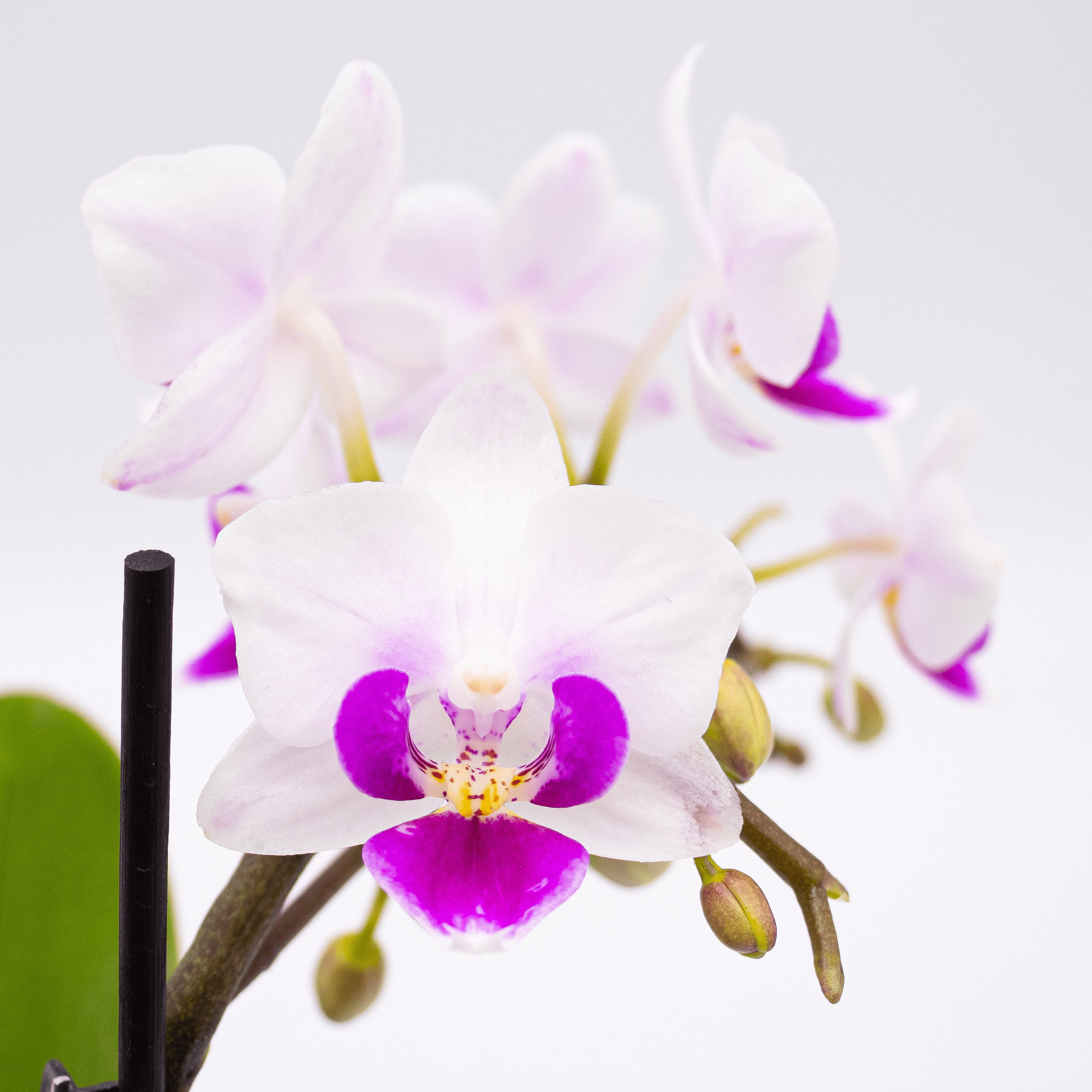 orchidee-table-dance-linz-nahaufnahme