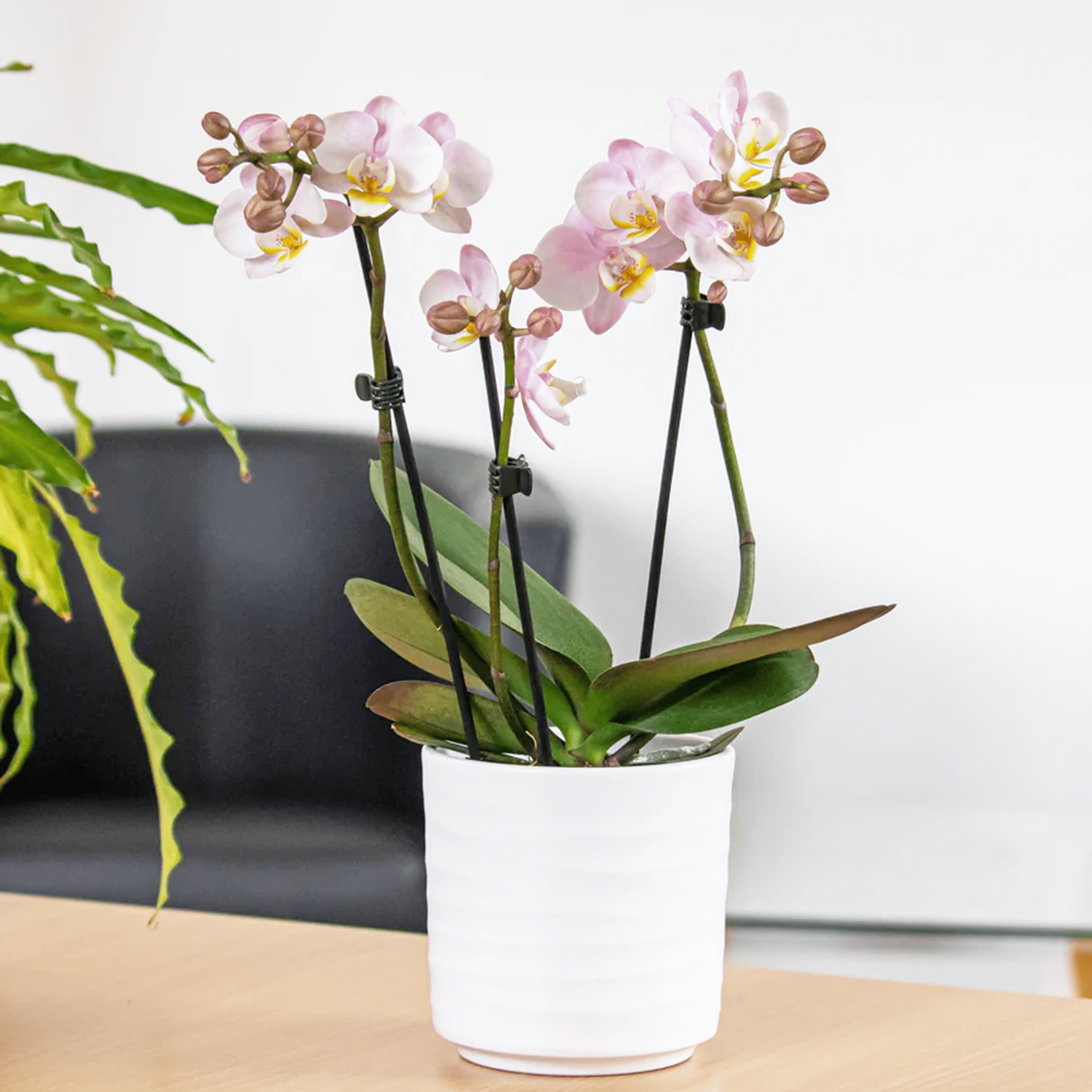 Table Dance Sakura mit zartrosa Blüten und 3 Rispen