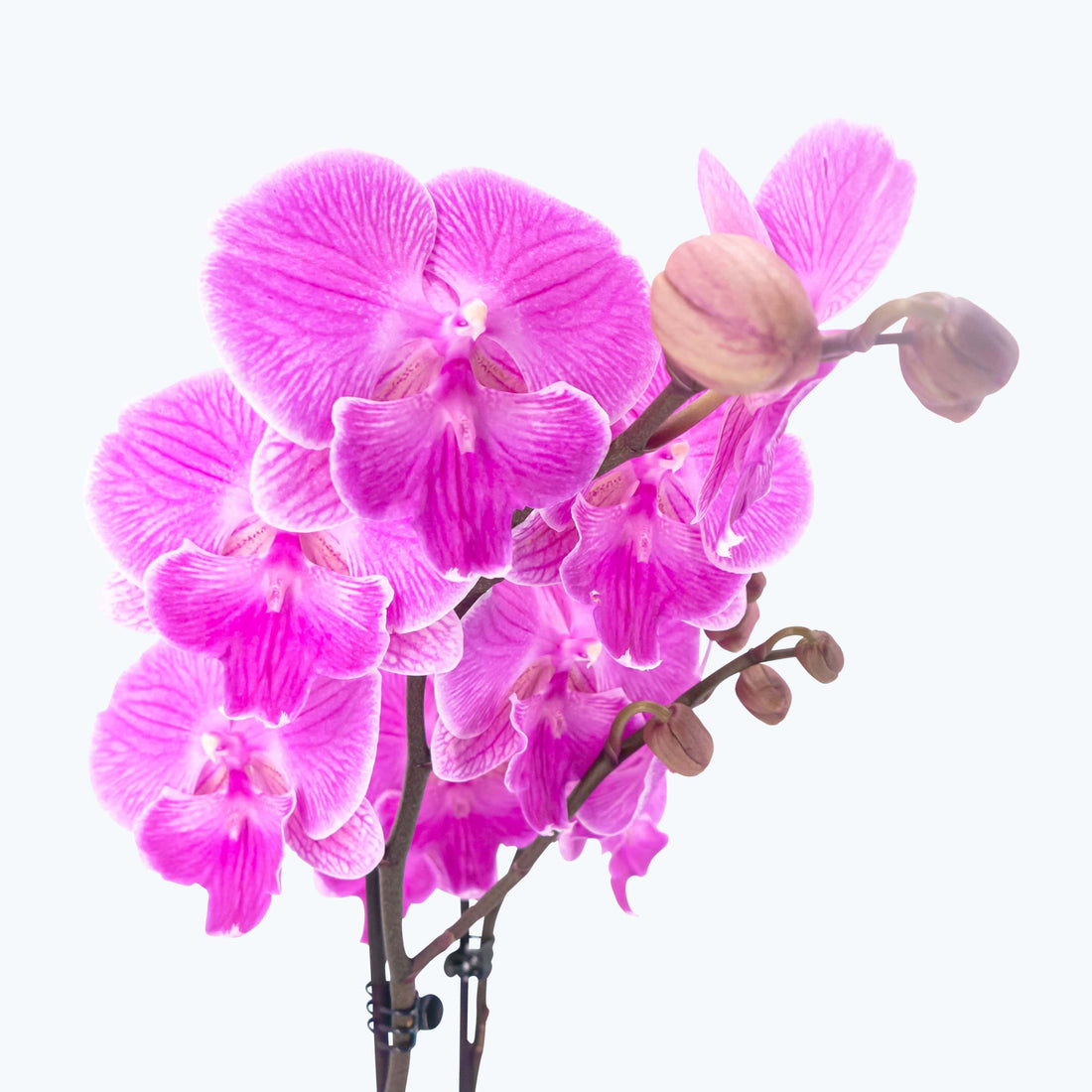 orchidee-two-of-us-big-lip-manta-kalimanta