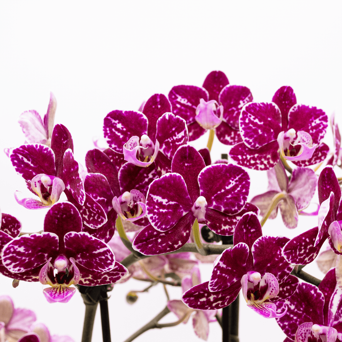 Große Two of Us Coco Purple Rain mit lila-gefleckten Blüten im 3er Set mit 4+ Rispen