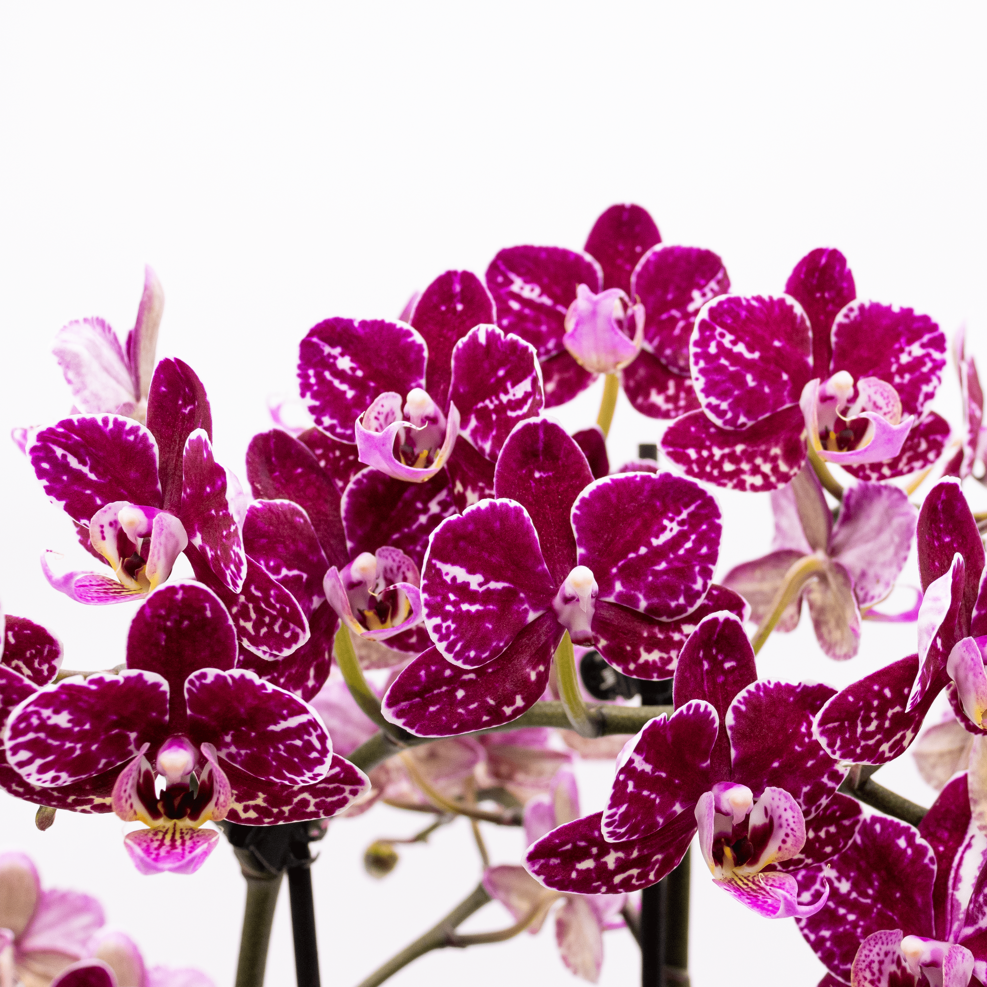 Große Two of Us Coco Purple Rain mit lila-gefleckten Blüten im 3er Set mit 4+ Rispen