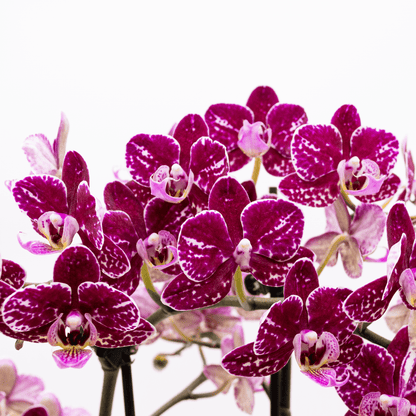 Große Two of Us Coco Purple Rain mit lila-gefleckten Blüten im 3er Set mit 4+ Rispen