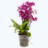 orchidee-two-of-us-coco-purple-rain