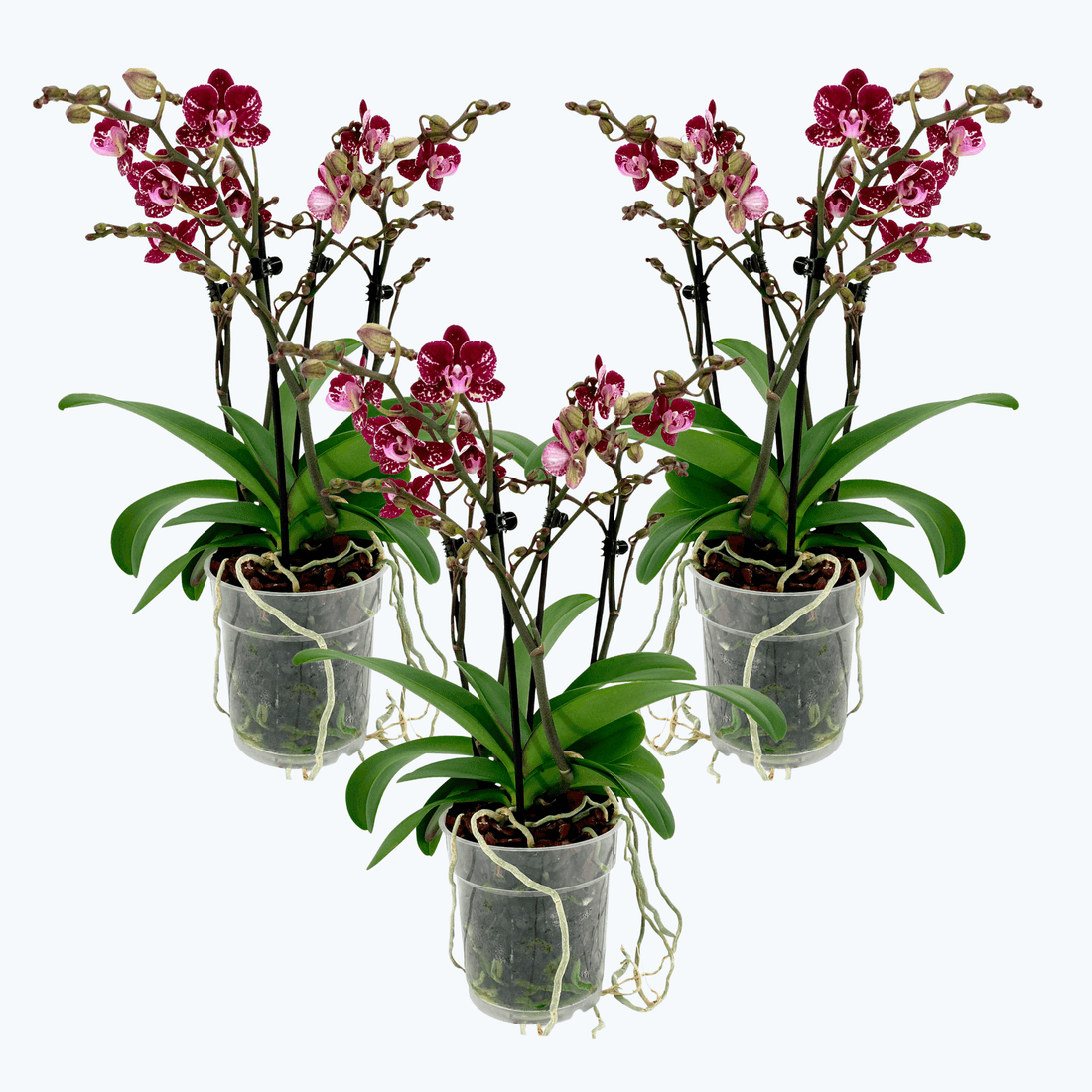 3er Set Orchideenmix Two of Us lila