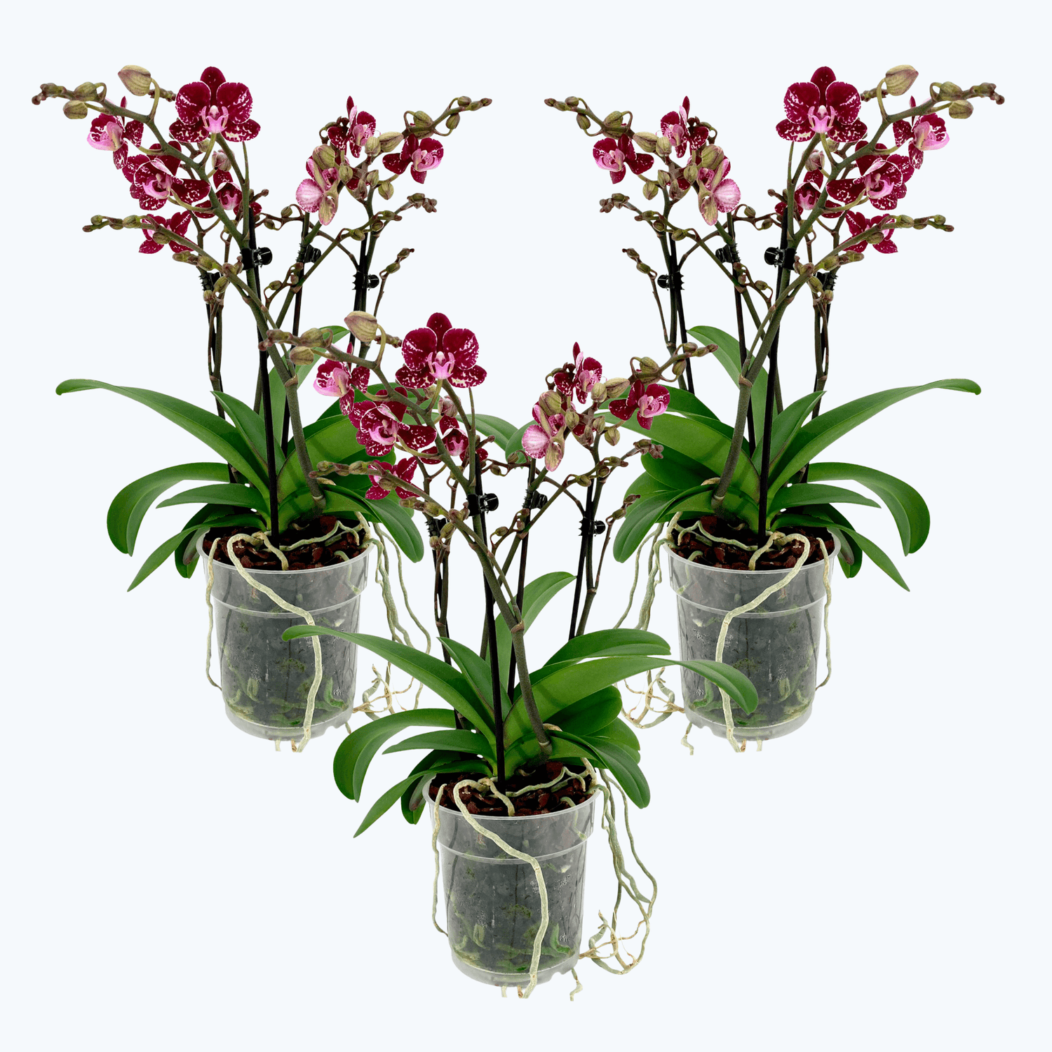 3er Set Orchideenmix Two of Us lila