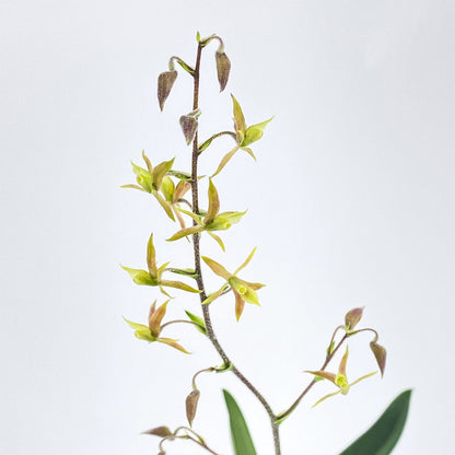 Mini-Orchidee Lanium avicula im Korkquader