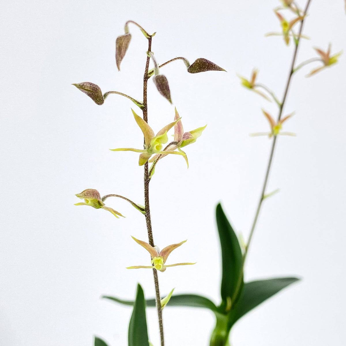Mini-Orchidee Lanium avicula im Korkquader