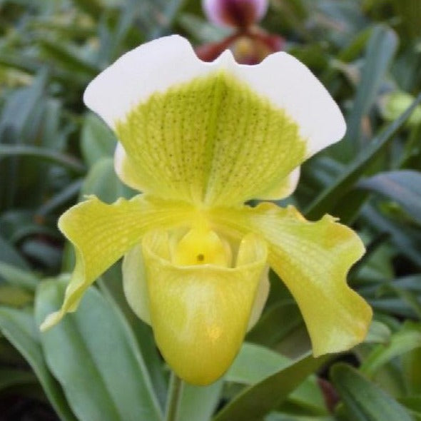 1 Orchidee Frauenschuh, Paphiopedilum, großblumig grün-weiß und sehr edel! 12cm Topf, 1 Blütenstiel