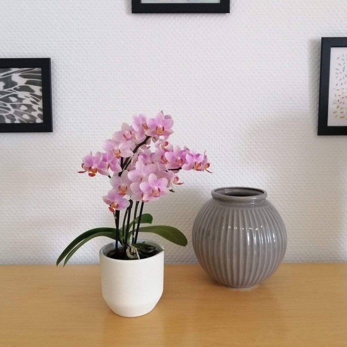 Orchidee Table Dance Pia in Rosa 