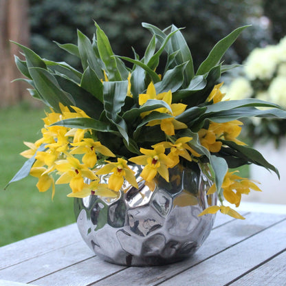 Promenaea Sunlight Orchidee mit Übertopf