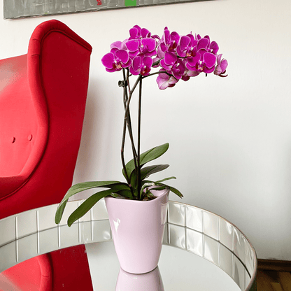Table Dance Merida mit violetten Blüten und 3 Rispen