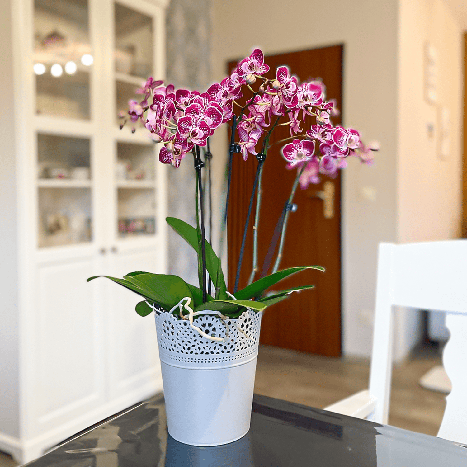 Phalaenopsis Purple Rain mit lila-gefleckten Blüten und 3 Rispen
