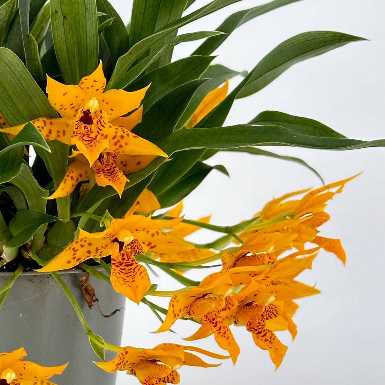 Promenaea Sunlight mit orangefarbenen Blüten