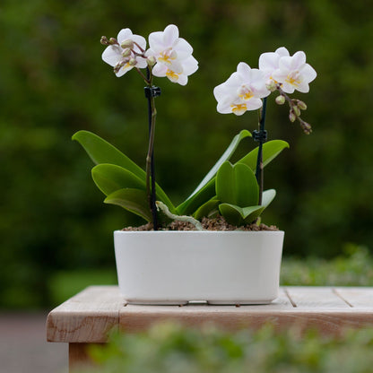 3er Set Table Dance weiß Blüte